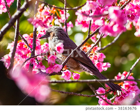 Brown eared bulbul and cold cherry tree 38163676