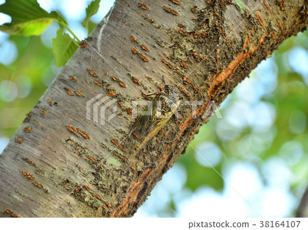 Kuma研討會 - 19695 Kuma研討會 - 19695 38164107