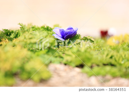 銀蓮花屬的花 38164351