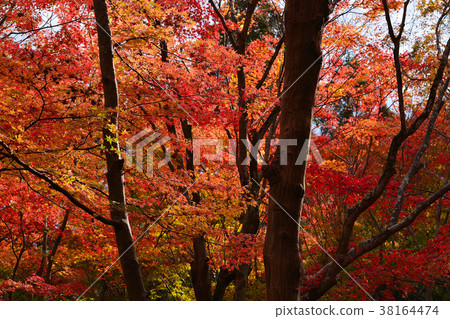 Fall of Gioji 38164474