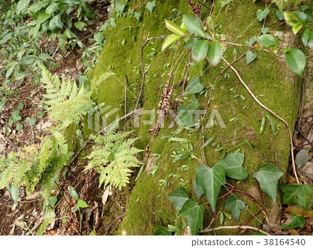 Mossy trunk Mossy trunk 38164540