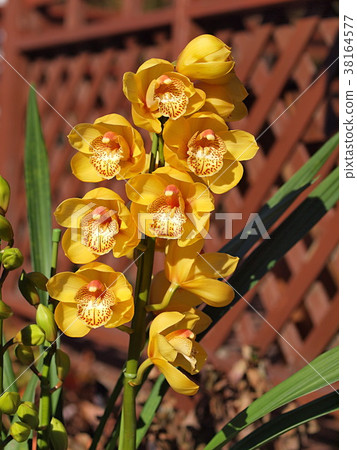 Cymbidium Greet Taiga 38164577