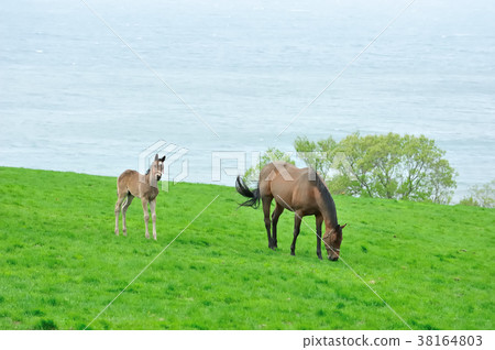 Parent and child horse 38164803