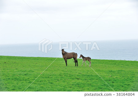 父母和小孩的馬 父母和小孩的馬 38164804