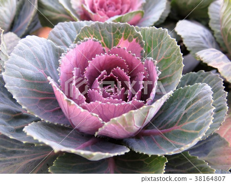 Leaf peony chocolate Leaf peony chocolate 38164807