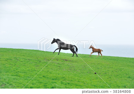 Parent and child horse Parent and child horse 38164808