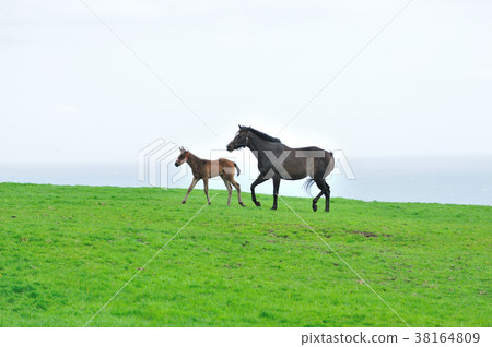 Parent and child horse Parent and child horse 38164809