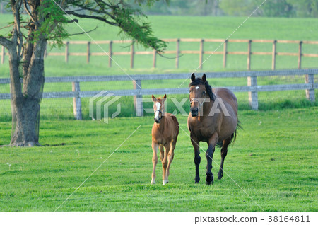 父母和小孩的馬 38164811