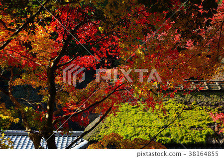 日野Hiranoya秋天 38164855