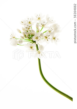 Allium Kowani with white little flowers 38164882