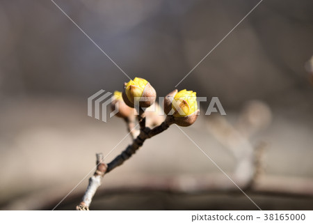 三樹玉芽 三樹玉芽 38165000