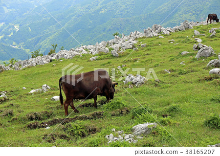 四國喀斯特高原 38165207