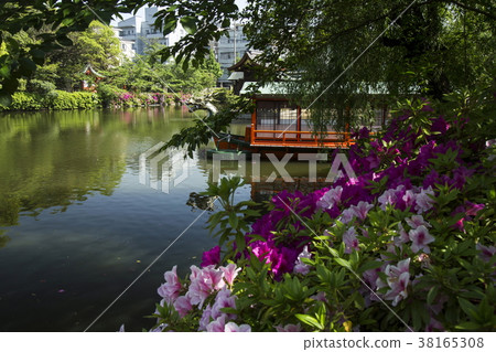 Azalea of Shinchonsen Azalea of Shinchonsen 38165308