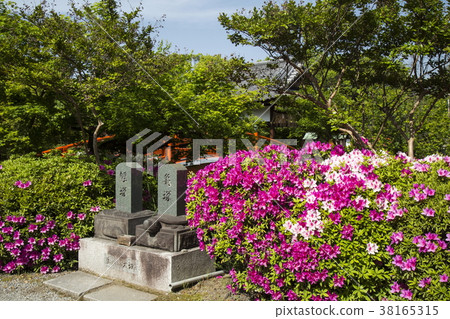 Azalea of Shinchonsen Azalea of Shinchonsen 38165315