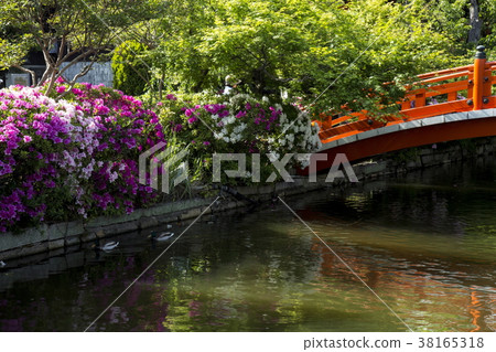 Azalea of Shinchonsen 38165318