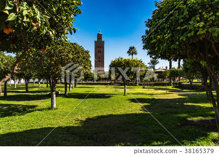 Orange trees in Koutoubia Mosque Marrakesh,Morocco 38165379