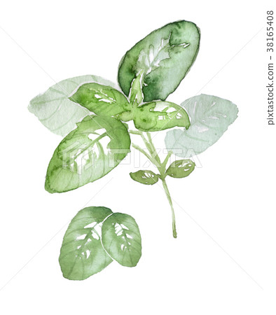 Basil herb watercolor illustration Stock Illustration 38165408