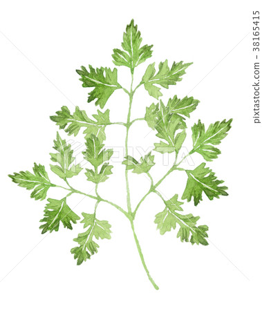沙比爾草本水彩例證 38165415