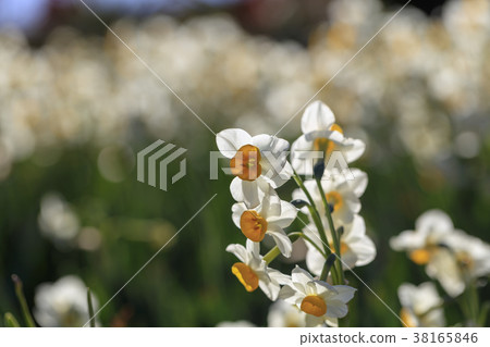 A narcissus of narcissus blooming in the winter sun 38165846