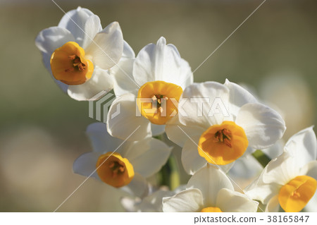 A narcissus of narcissus blooming in the winter sun 38165847