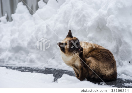 一隻離群貓在一個多雪的天 38166234