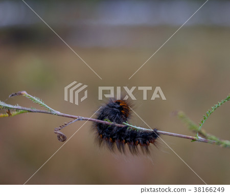 Furry caterpillar, butterfly larva. Domestic 38166249