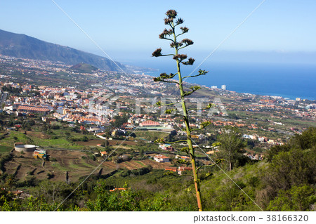Flowering Agave americana against city and sea. LA Flowering Agave americana against city and sea. LA 38166320