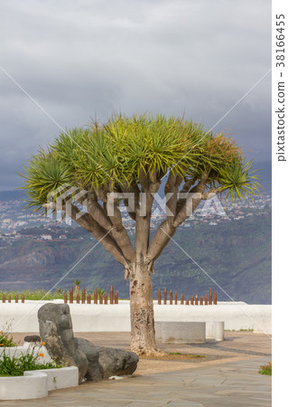 Dragon tree on the Socotra Island, Yemen Dragon tree on the Socotra Island, Yemen 38166455