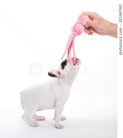 French puppy bulldog, isolated - Playing French puppy bulldog, isolated - Playing 38166560