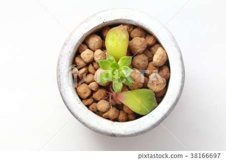 Succulent plant root Succulent plant root 38166697