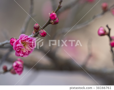 Red plum, ume, beginning to bloom 38166761