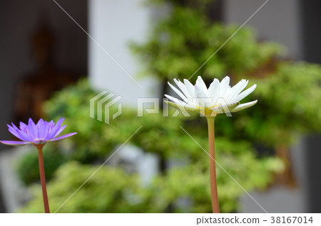 Lotus flower Lotus flower 38167014