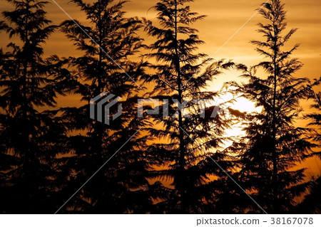 Silhouettes Silhouettes 38167078