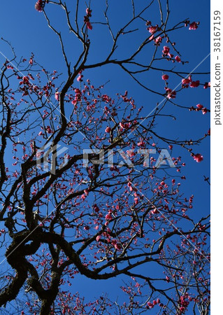 錦鯉梅與垂直構圖 38167159