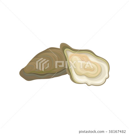 Illustration of fresh oysters. Raw mollusk in Illustration of fresh oysters. Raw mollusk in 38167482