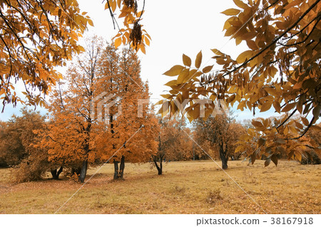 Autumn Landscape. Park in Autumn. The bright Autumn Landscape. Park in Autumn. The bright 38167918