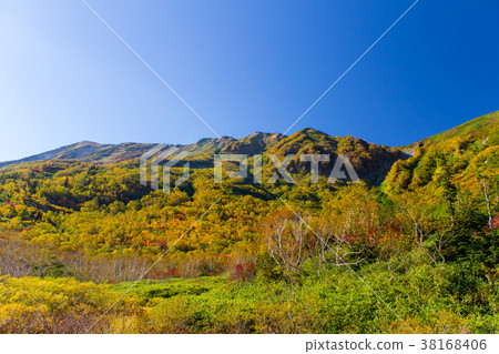 Konoike Natural Garden Autumn leaves / Odani Village, Nagano Prefecture 38168406