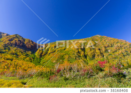 Konoike Natural Garden Autumn leaves / Odani Village, Nagano Prefecture 38168408