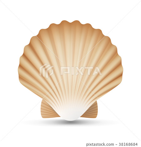 Scallop Seashell Vector. Realistic Sea Shell Close Scallop Seashell Vector. Realistic Sea Shell Close 38168684