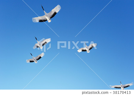 The fine sky flight of the Tanzuru crane (Hokkaido) 38170413