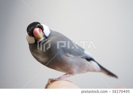 Sentencebird 38170495