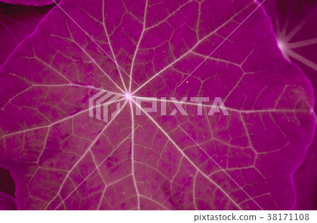 Colorful autumn leaves with purple filter Colorful autumn leaves with purple filter 38171108