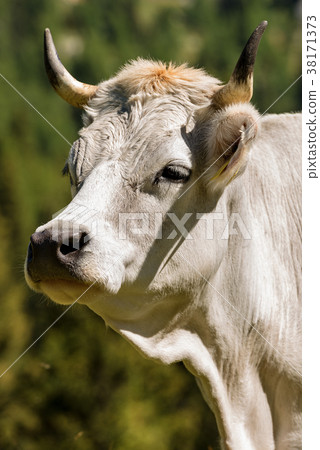 Portrait of a White Cow with Horns 38171373