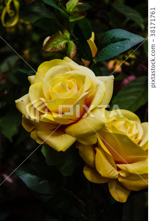 The artificial colorful Roses. The artificial colorful Roses. 38171761