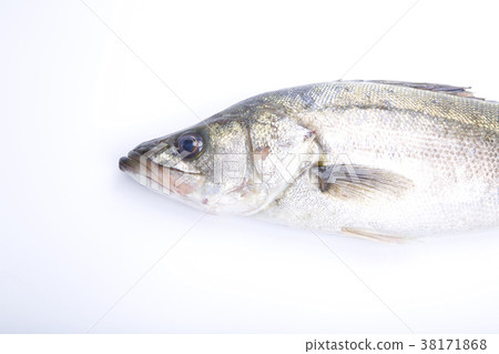 鈴木成分 38171868