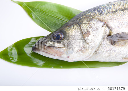 鈴木成分 鈴木成分 38171879