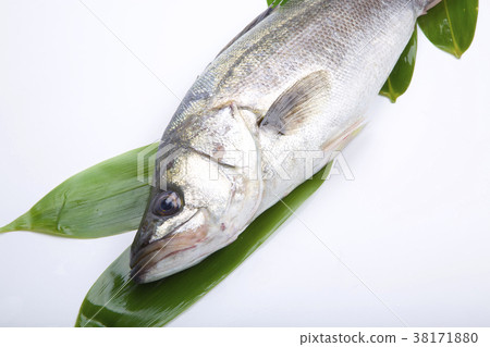 鈴木成分 鈴木成分 38171880