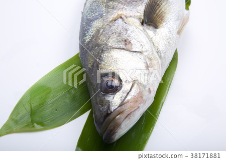 鈴木成分 38171881