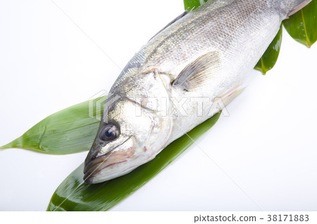 鈴木成分 鈴木成分 38171883