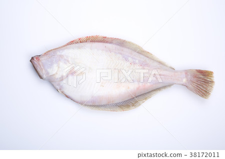 比目魚配料 38172011